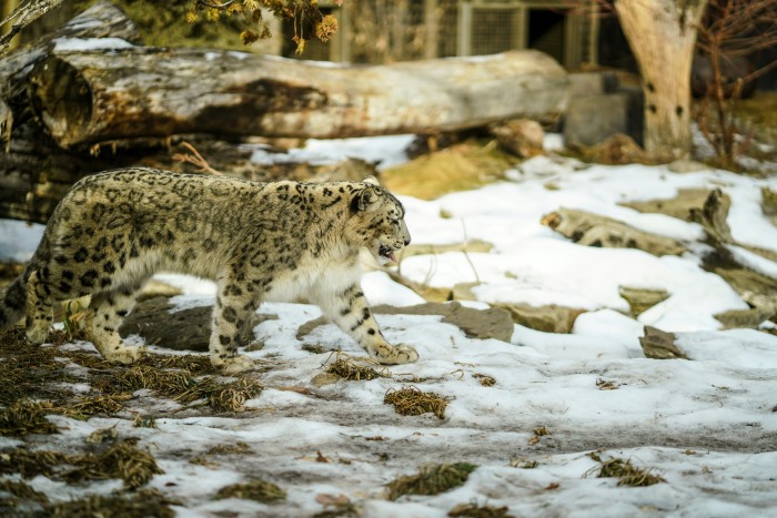 Snow Leopard