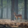Wildlife