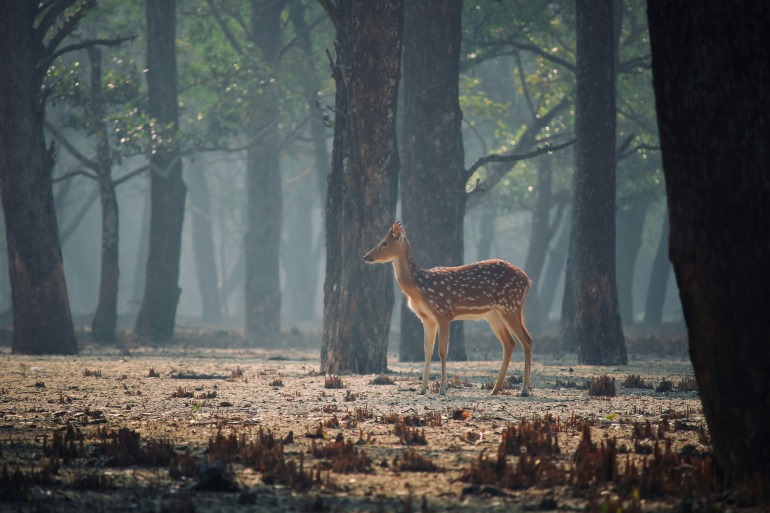 Wildlife