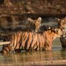 Tipai by Wildlife Luxuries
