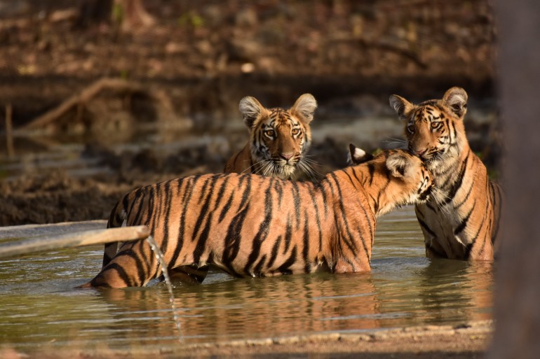 Tipai by Wildlife Luxuries